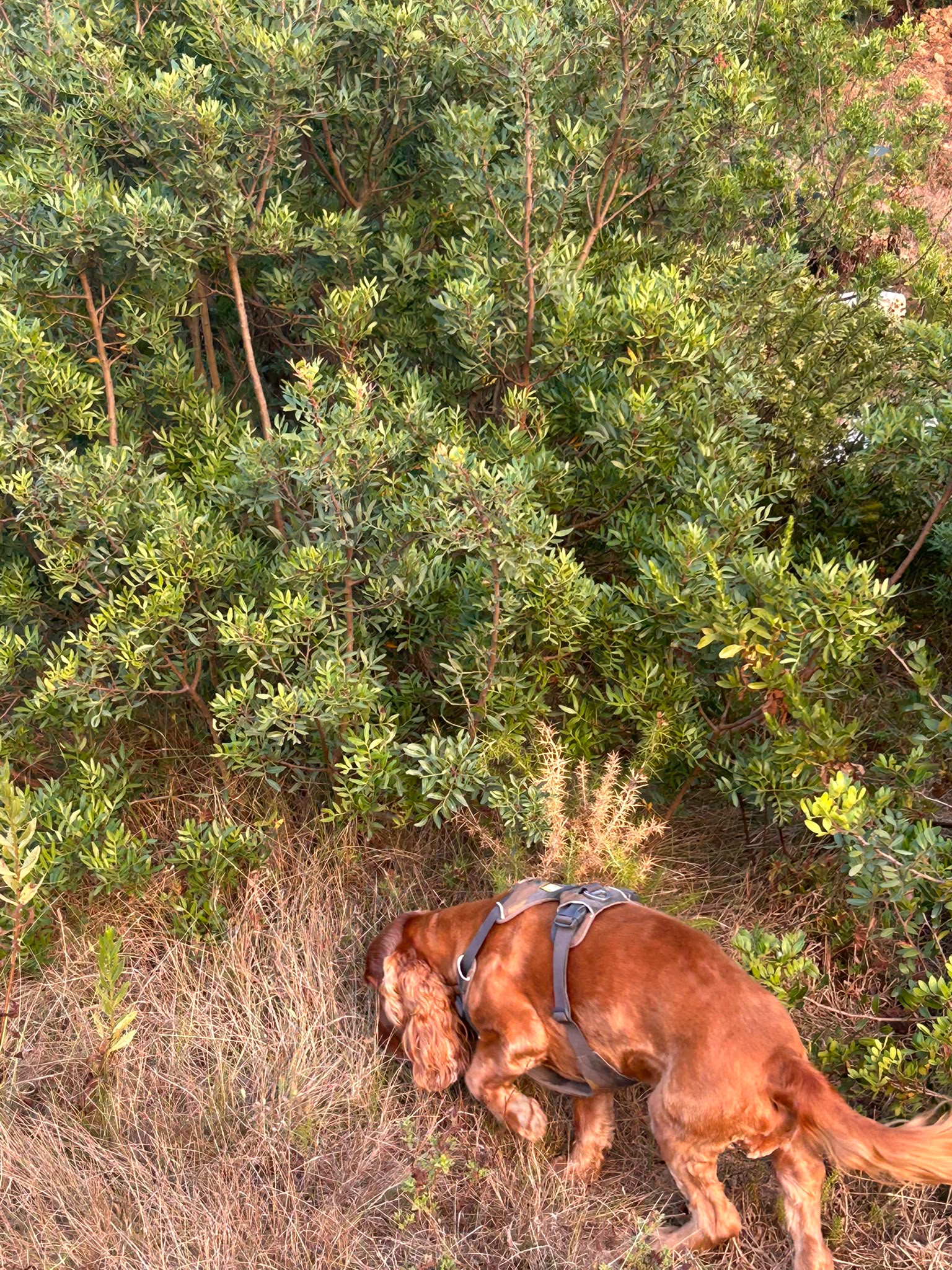 Dog smelling flowers