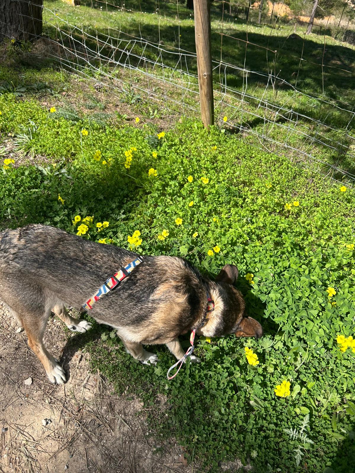 Dog exploring nature trail