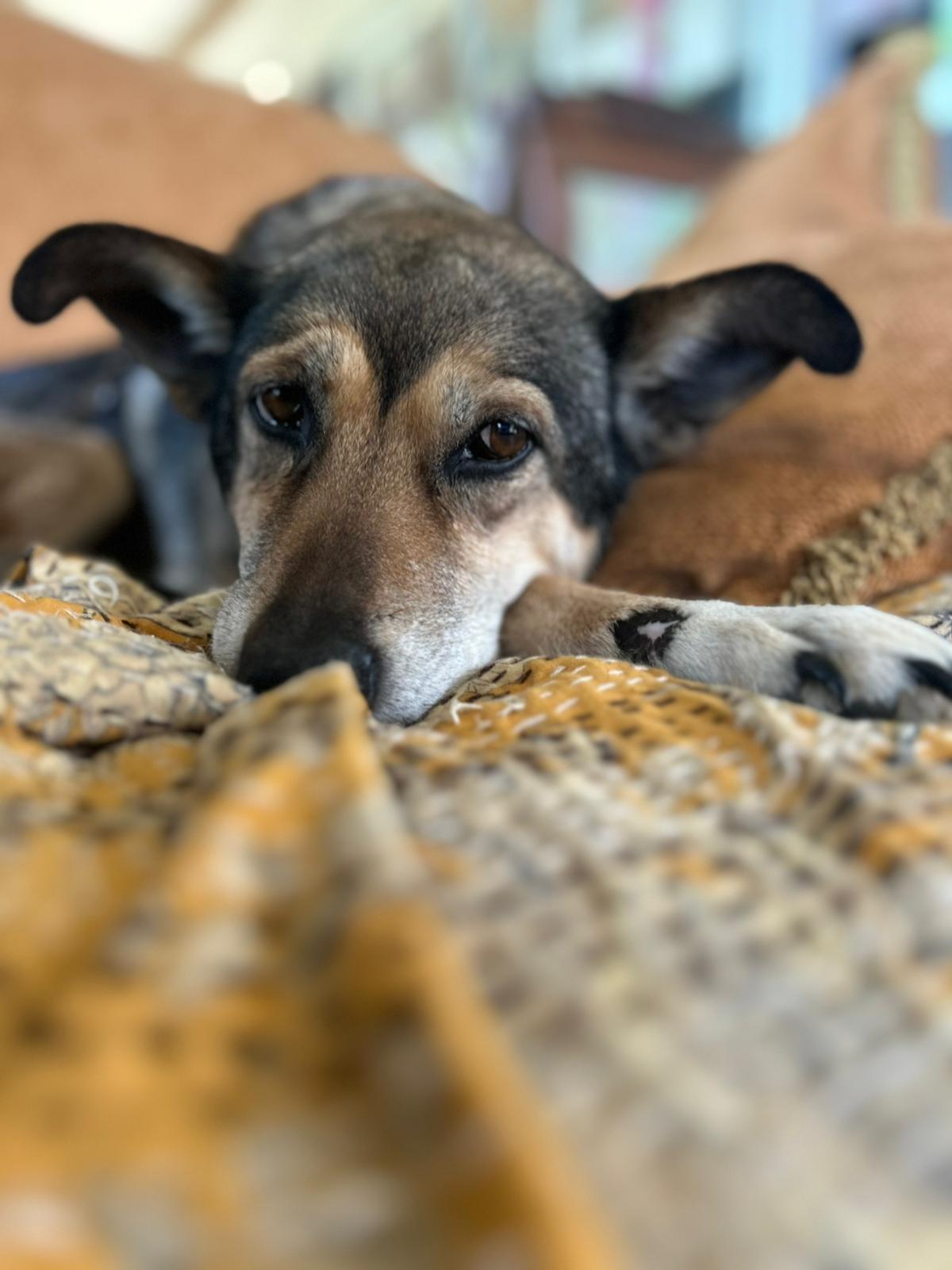 Happy dog at retreat